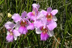 
The Singapore National Orchid Garden features the vanda Miss Joaquim hybrid orchid, Singapore�s national flower that was discovered in 1893 by Agnes Joaquim in her garden.
